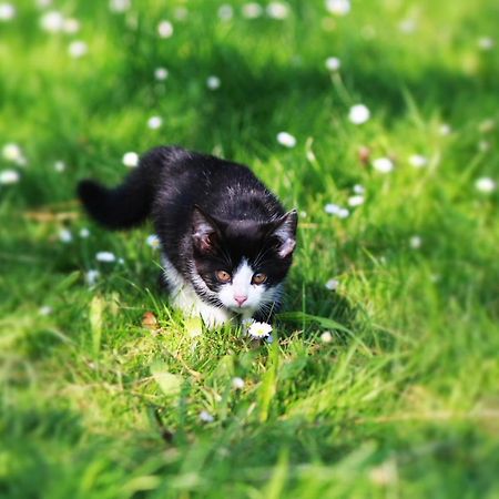 Ferienwohnung Katzheim Schlier Esterno foto