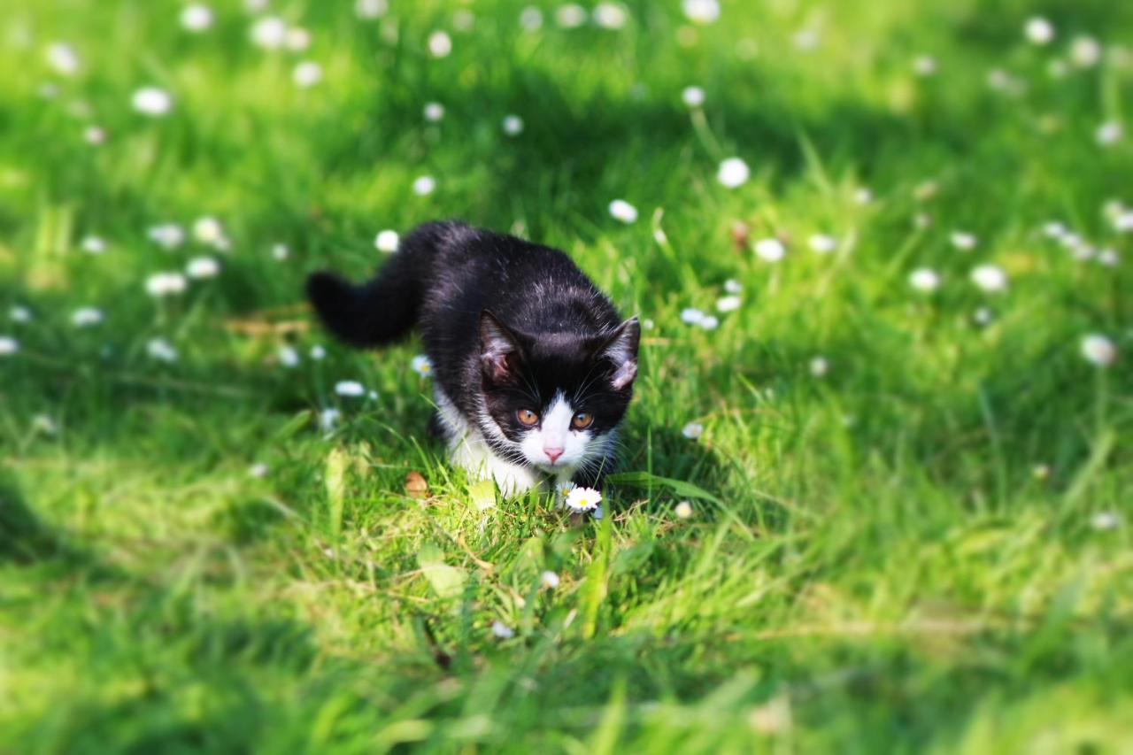 Ferienwohnung Katzheim Schlier Esterno foto
